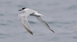 Common Tern, 1st cycle