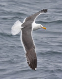 Western Gull, adult