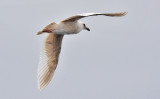 probable Glaucous-winged Gull, bleached 1st cycle (3 of 3)