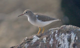 Spotted Sandpiper, basic