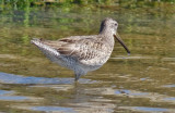 Long-billed Dowitcher, juv.