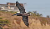 Brown Pelican, adult