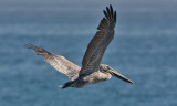 Brown Pelican, juvenile