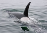 Orca