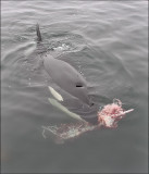 Orca