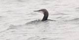 Pacific Loon, juv.