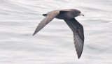 Flesh-footed Shearwater (#1 of 5)