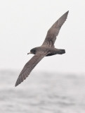 Flesh-footed Shearwater (#5 of 5)