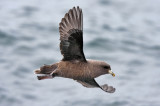 Northern Fulmar