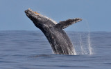 Humpback Whale