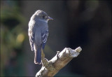 Western Wood-pewee