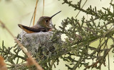 Allens Hummingbird, adult