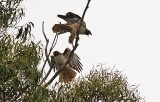 Red-tailed Hawks, adults (#2 of 2)