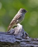 Western Wood-Pewee