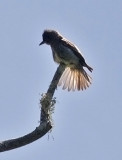 Olive-sided Flycatcher (#1 of 2)