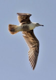 California Gull, cinnamon type 1st cycle