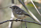 Huttons Vireo