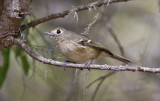 Huttons Vireo (#1 of 2)