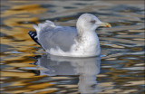 Herring Gull, basic adult (#1 of 3)