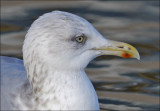 Herring Gull, basic adult (#2 of 3)