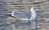 Herring Gull, basic adullt (#3 of 3)