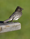 Black Phoebe (#2 of 2)