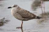 Herring Gull, 1st cycle, slight post-juvenile scap.