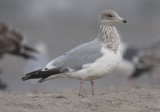 Thayers Iceland Gull, 3rd cycle (2 of 3)