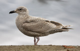 Glaucous-winged Gull, juvenile