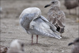 Glaucous-winged gull, 3rd cycle (2 of 2)