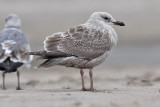 Glaucous-winged x Herring Gull, 1st cycle