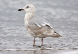 Glaucous-winged x Western Gull, 2nd cycle