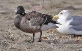 Brant, late 1st summer (# 2 of 2)