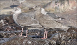 Glaucous-winged Gulls, 2nd cycle (left), 1st cycle (right)