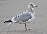 Herring Gull, basic adult