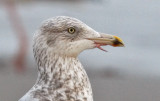 Herring gull, 3rd cycle with tongue protruding from throat