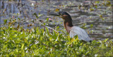 Green Heron, adult (1 of 3)