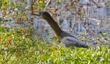 Green Heron, adult (2 of 3)