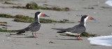 Black Skimmers