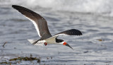 Black Skimmer