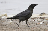 Common Raven