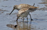 Short-billed Dowitcher, pre alternate