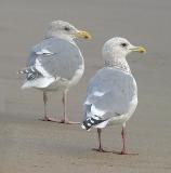 Thayers Iceland Gull (right) with presumed Glaucous-winged x Western Gull, both basic adults