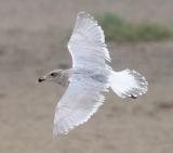 Glaucous-winged Gull, 3rd cycle