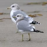 Mew Gull (front) with California Gull (rear), both basic adults