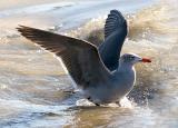 Heermanns Gull, basic adult (#1 of 2)