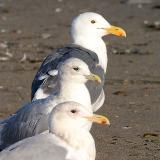 Thayers Iceland Gull, adult center.  From top to bottom:  Western, Thayers, Glaucous-winged, all basic adults