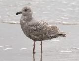 Glaucous-winged Gull, 1st cycle