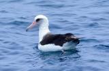 Laysan Albatross (#4 of 5)
