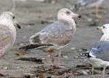 Herring Gull, 2nd cycle